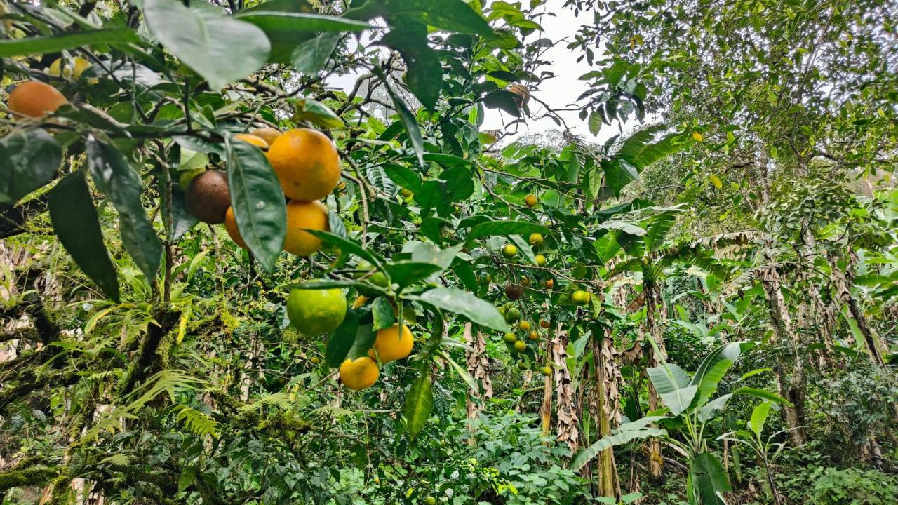 Minca Sintropia - Sustainable Lodge & Organic Coffee Finca Екстериор снимка