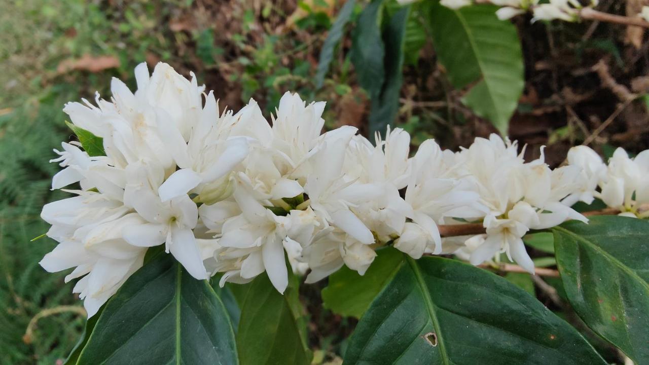 Minca Sintropia - Sustainable Lodge & Organic Coffee Finca Екстериор снимка