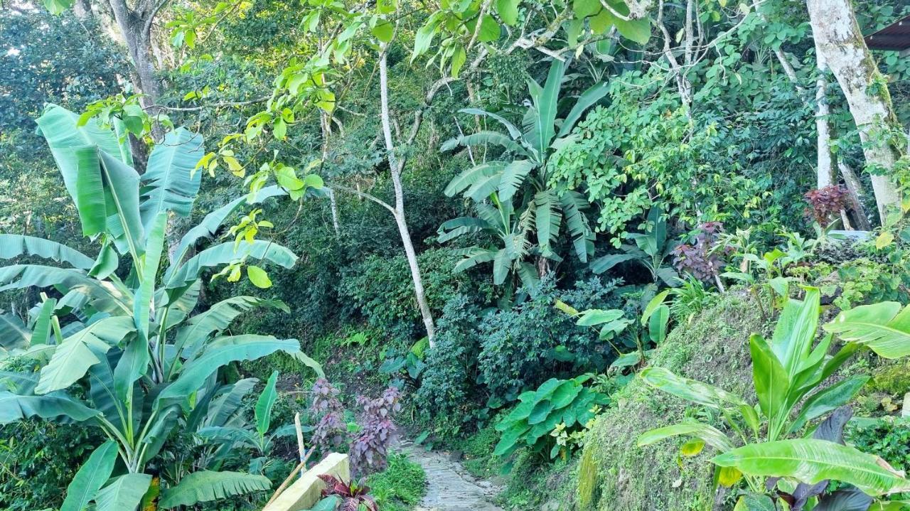 Minca Sintropia - Sustainable Lodge & Organic Coffee Finca Екстериор снимка